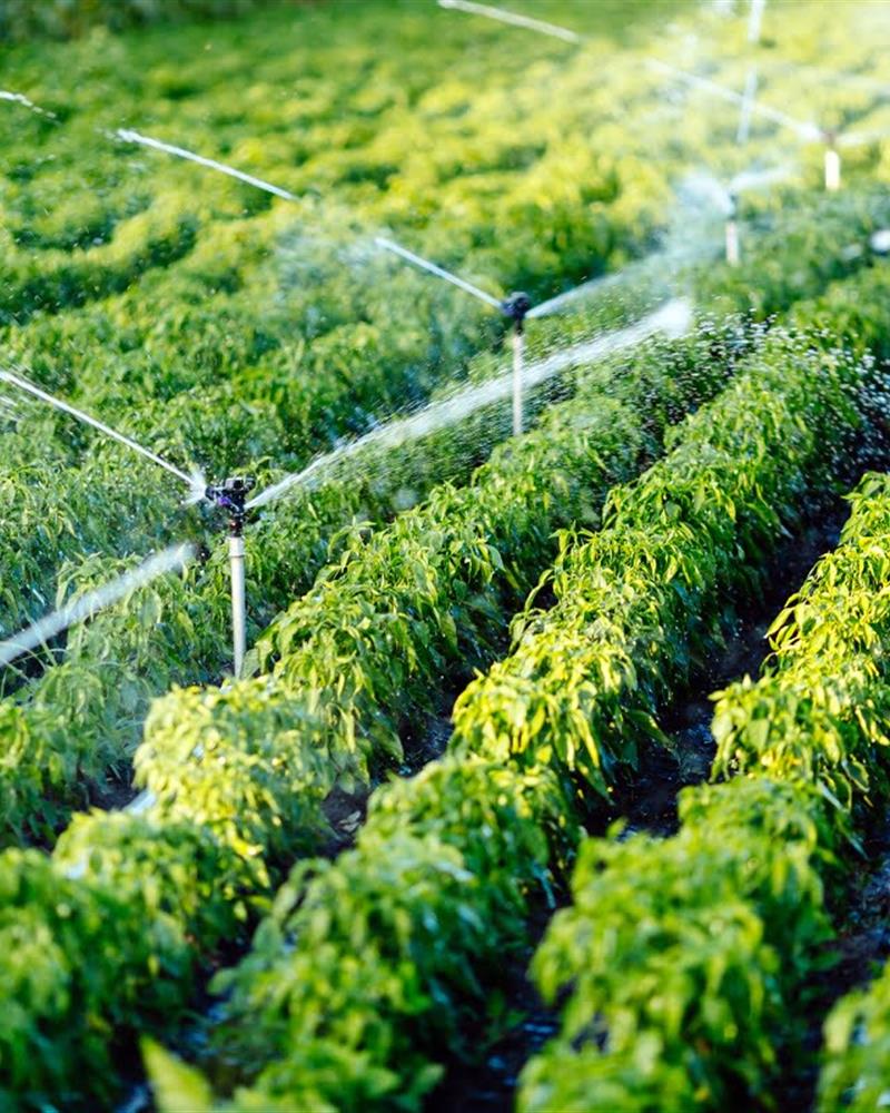 Mini Sprinkler Irrigation System